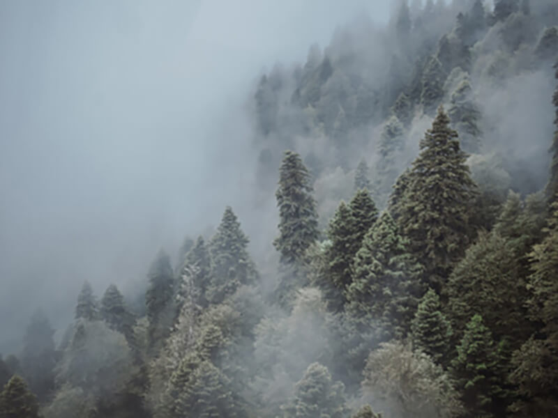 Туманный лес Сочи